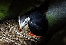 Nest with egg in a rock crevice, Aiktak Island, Alaska Horned Puffin with egg on Aiktak Island by Mikaela Howie USFWS.jpg