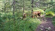 Миниатюра для Файл:Horses in the forest in Mongolia 20230815 141818.jpg