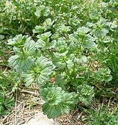 vergroeid-stengelomvattende bladvoeten bij Hoenderbeet (Lamium amplexicaule)