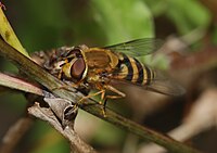 Syrphus cf. ribesii (Syrphidae)