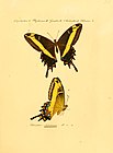 Illustration de Papilio andraemon dans Sammlung exotischer Schmetterlinge de J. Hübner.
