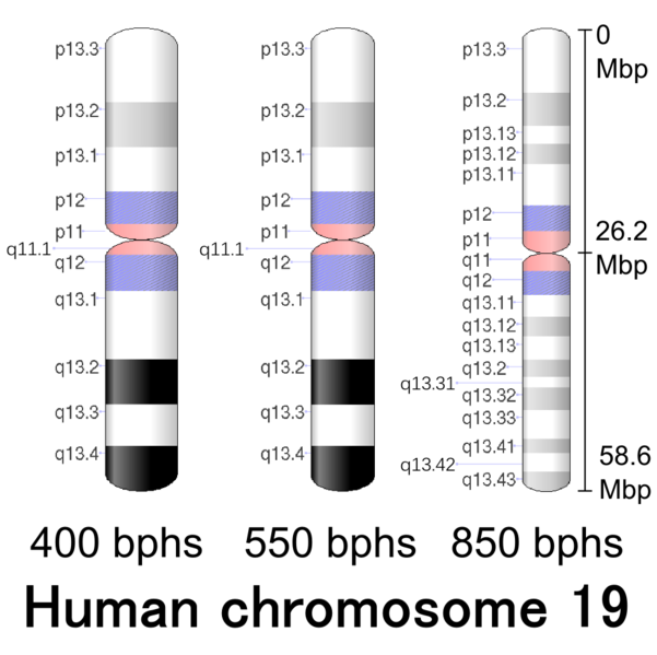 File:Human chromosome 19 - 400 550 850 bphs.png