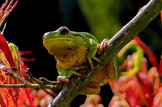 <i>Hyla perrini</i> Species of frog