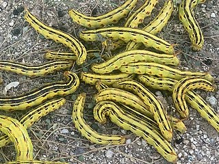 Hyles lineata larvae.jpg