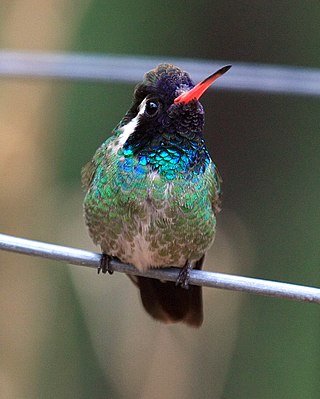 <span class="mw-page-title-main">White-eared hummingbird</span>