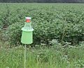 Integrated pest management bollworm trap at a cotton field in Manning, South Carolina