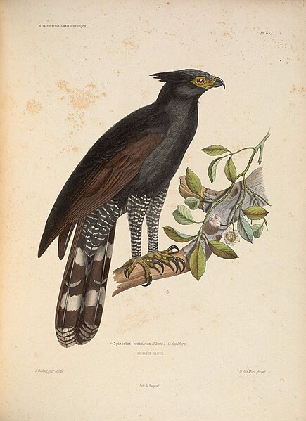 File:Iconographie ornithologique (Pl. 67) (6120582628).jpg