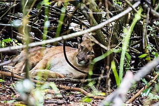 South American cougar Subspecies of carnivore