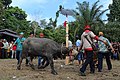 Bahasa Indonesia: Kerbau yang sudah diikat di tiang belontang akan siap ditombak dalam proses pengorbanan. Prosesi ini terjadi pada hari kedelapan Ijam'me', yakni Munu.