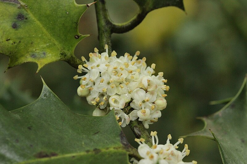 File:Ilex aquifolium (40967421115).jpg