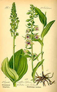 plate 156 A Epipactis viridiflora Epipactis purpurata