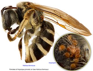 <i>Halictus farinosus</i> Species of bee