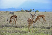 Impalas in Rwanda