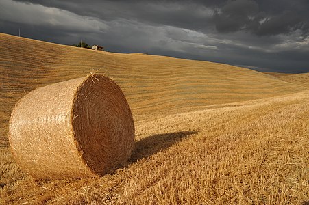 A hay bale in the Crete dell'Orcia Nature Reserve, Tuscany, Italy