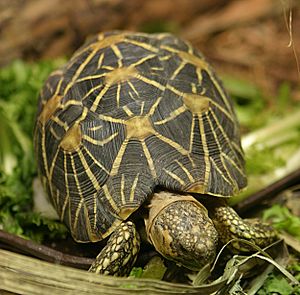 Geochelone elegans