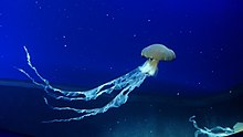 Индонезийская морская крапива.jpg