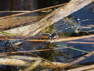 <i>Austrolestes io</i> Species of damselfly