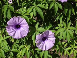 Ipomoea cairica.jpg