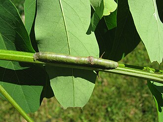 Iridopsis defectaria, larva Iridopsis defectaria caterpillar.jpg