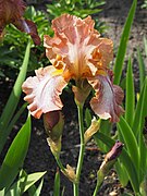 Iris 'Etched Apricot' Kosaciec 2019-06-01 03.jpg