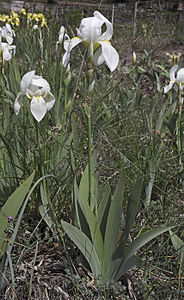 Irisflorentina ap.jpg