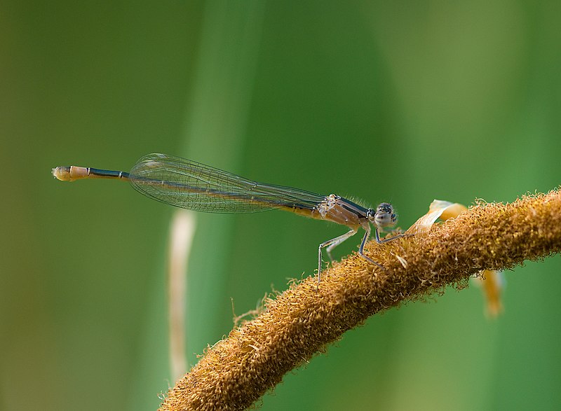 File:Ischnura elegans-pjt3.jpg