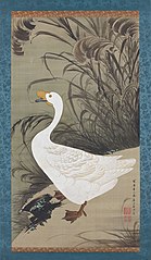 White goose and reeds