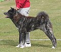 Japanese Akita, black brindle