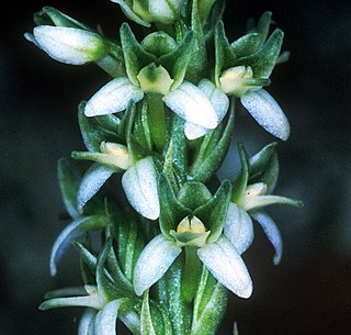 <i>Piperia</i> Genus of orchids