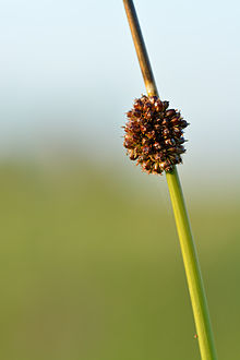 Juncus conglomeratus - keraluga Keilas.jpg