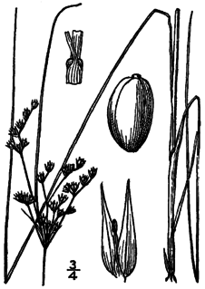 <i>Juncus dudleyi</i> Species of plant in the genus Juncus