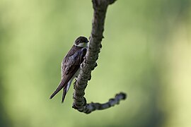 Juvenile tree swallow