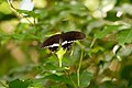 Papilio polytes