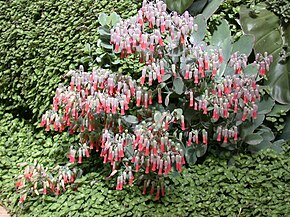 Descrierea imaginii Kalanchoe laxiflora.jpg.