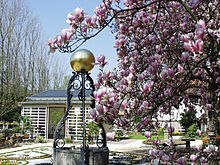 Magnolienblüte im Katz’schen Garten