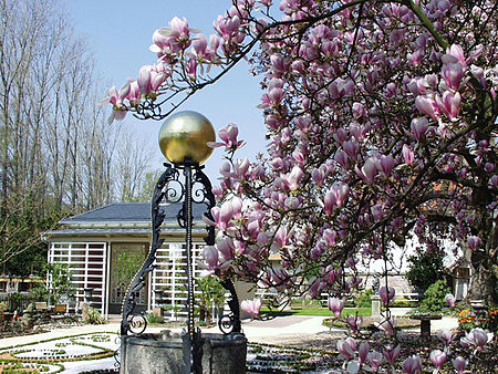 Katzscher Garten Magnolienbluete