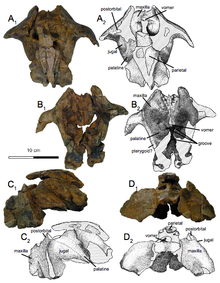 Khunnuchelys lophorhothon holotype tengkorak.png