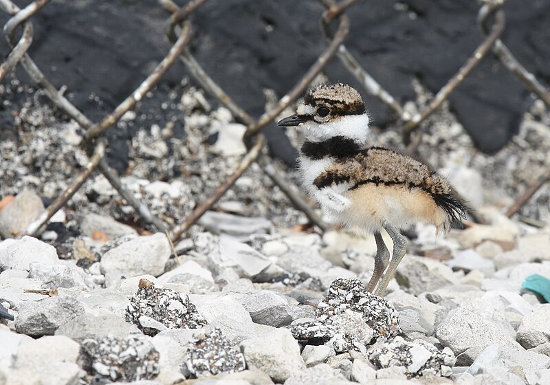 File:Killdeer (48082816836).jpg