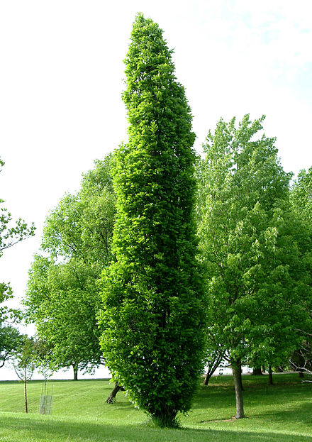 Ровное дерево. Дуб черешчатый Фастигиата. Дуб черешчатый Quercus Robur 'Fastigiata'. Туя Фастигиата. Quercus Robur Fastigiata Koster.