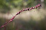 Miniatura per Persicaria minor