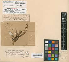 Kleptotype of Physospermopsis obtusiuscula (DC.) C.Norman Kleptotype of Physospermopsis obtusiuscula (DC.) C.Norman.jpg