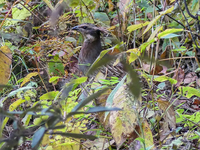 File:Koklass Pheasant (45522725871).jpg