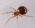 ... Steatoda oder ...