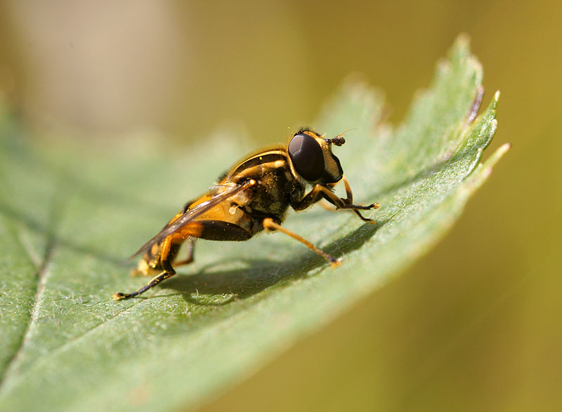 File:Kukkakärpänen Syrphidae.jpg