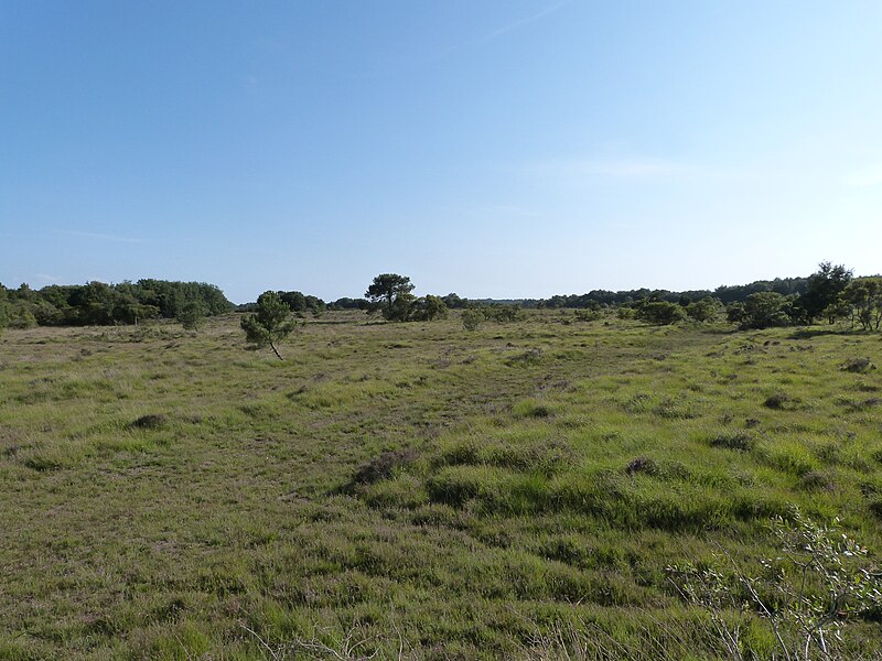 File:Lande du Camp - Lessay - PNR Marais du cotentin et du bessin.JPG