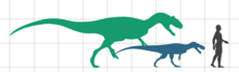 Size comparison of the native torvosaur (blue) and arriving theropod (green) Langenburg theropod size.png