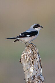 State Bird of the Principality of Monaco