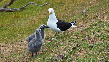 Дорослий і два пташенята в Новій Зеландії