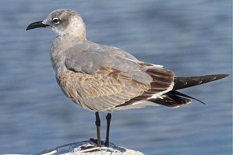 File:Laughing Gull - Leucophaeus atricilla, Lake Okeechobee, Florida.jpg