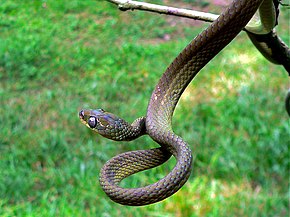 Descripción de la imagen de la serpiente de árbol de Laurent (Dipsadoboa viridis) (7692212774) .jpg.